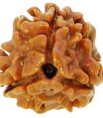 Raviour Lifestyle 3 Mukhi Nepali Rudraksha Original & Natural Three Faces Mukhi Rudraksh for Men Women