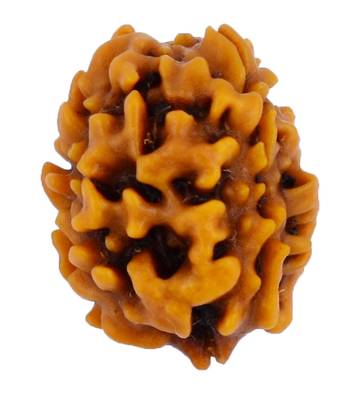 Raviour Lifestyle 3 Mukhi Nepali Rudraksha Original & Natural Three Faces Mukhi Rudraksh for Men Women 2
