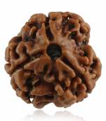 3 Mukhi (Three Faced) Nepali Rudraksha, Original & Natural Nepali Rudraksha Beads For Gaining Good Fortune