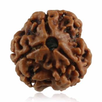 Raviour Lifestyle Brown 3 Faced Three Mukhi  Nepali Rudraksha 1