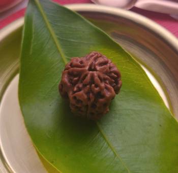 Raviour Lifestyle Brown 3 Faced Three Mukhi  Nepali Rudraksha 2