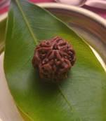 Raviour Lifestyle 3 Mukhi Nepali Rudraksha Three Faced Nepali Rudraksha Original & Natural Rudraksh