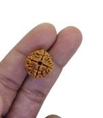 Raviour Lifestyle 4 Mukhi Nepali Rudraksha / 4 Faced (Four Mukhi) Genuine Rudraksh Round Shape