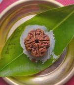Raviour Lifestyle 4 Mukhi Original & Natural 4 Face Pure Siddha Nepali Rudraksha Bead