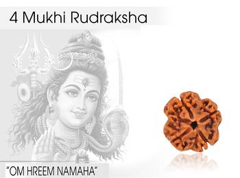 4 Mukhi (Four Faced) Nepali Rudraksha, Original & Natural Nepali Rudraksha Bead For Astrological Benefits 1