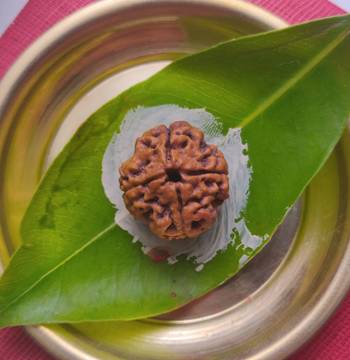 Raviour Lifestyle 4 Mukhi Natural & Original Four Face (Chaar Mukhi) Nepali Rudraksha (Brown) For Astrological Benefits 1