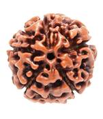 Raviour Lifestyle Original & Natural Five Faced / 5 Mukhi Nepali Rudraksha Bead For Astrological Benefits 