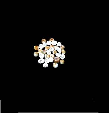 Gomti Chakra (11 Pieces) For Bring Prosperity , Happiness, Good Health & Wealth Decorative Showpiece Mix Size 1