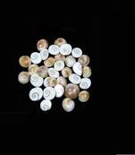 Gomti Chakra Shell (21 Pieces) For Good Health & Wealth Protect Children From Evil Effects 