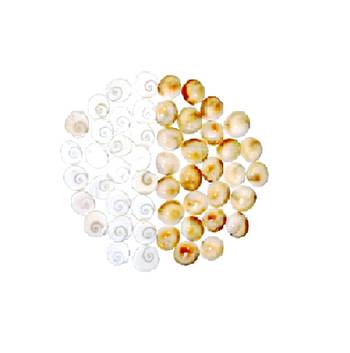 Natural Gomti Chakra (51 Pieces) For Laxmi Pooja, Bring Prosperity, Good Health & Wealth Decorative Showpiece Mix Size 1