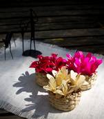 House Nature Flower Filled Baskets