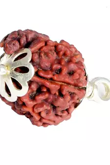 55carat Brown Rudraksha Silver Pendant