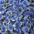 Diva blue floral printed reversible quilted girl jacket