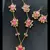 Pink necklace-sets