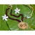 Maroon crystal necklaces